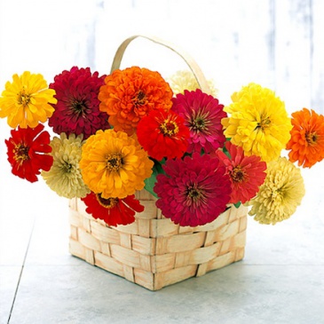 Цинния изящная (Zinnia elegans)