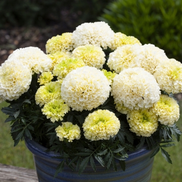 Бархатцы прямостоячие (Tagetes erecta) Бархатцы прямостоячие (Tagetes erecta)