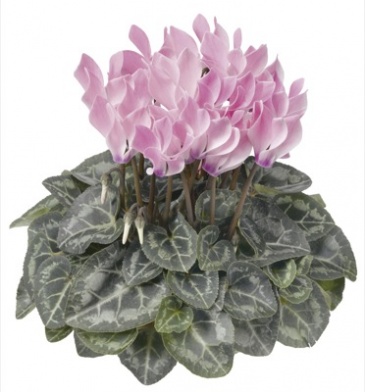 Цикламен персидский (Cyclamen persicum)