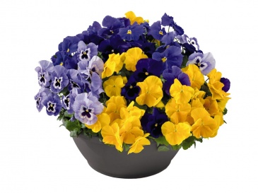Виола виттрока (Viola wittrockiana)