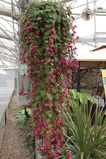 Родохитон темно-кровавый (Rhodochiton atrosanguineus)