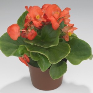 Бегония вечноцветущая (зеленая листва) (Begonia semperflorens)