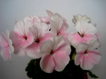 Герань (пеларгония садовая) (Pelargonium x hortorum)