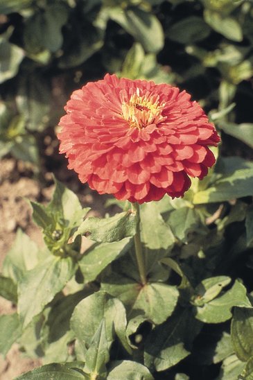 Цинния изящная (Zinnia elegans)