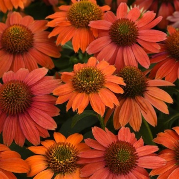 Эхинацея гибридная (Echinacea purpurea)