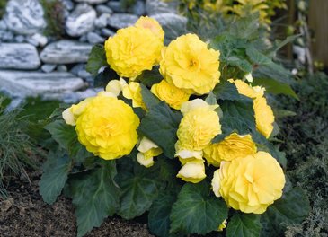 Бегония клубневая махровая (Begonia tuberhybrida)