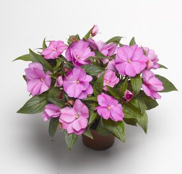 Бальзамин новогвинейский (Impatiens New Guinea)