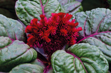 Целозия гребенчатая (Celosia cristata)