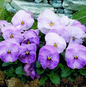 Виола виттрока (Viola wittrockiana)