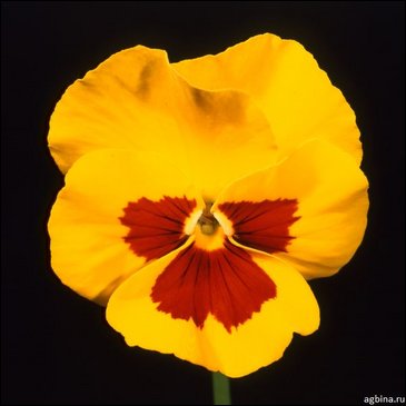 Виола Виттрока (Viola wittrockiana)