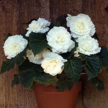 Бегония клубневая махровая (Begonia tuberhybrida)