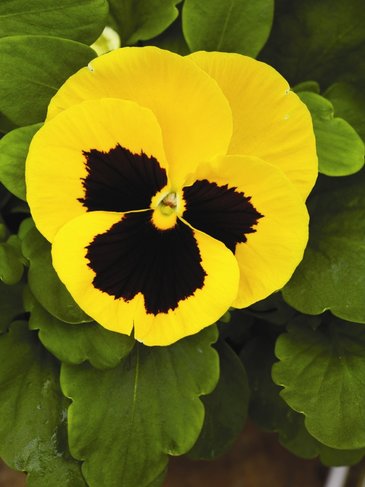 Виола Виттрока (Viola wittrockiana) Виола Виттрока (Viola wittrockiana)