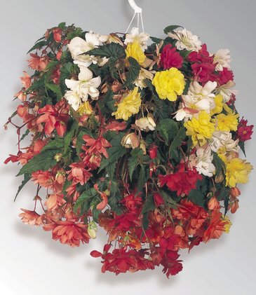 Бегония клубневая махровая ампельная (Begonia tuberhybrida) Бегония клубневая махровая ампельная (Begonia tuberhybrida)