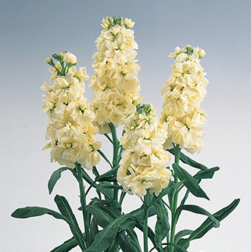 Левкой седой (Matthiola incana)