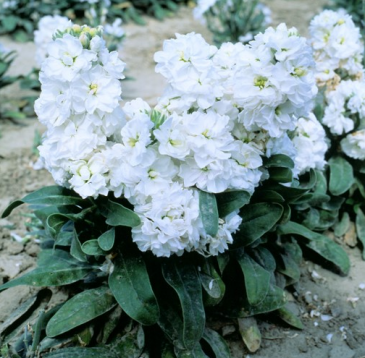 Левкой седой (Matthiola incana)