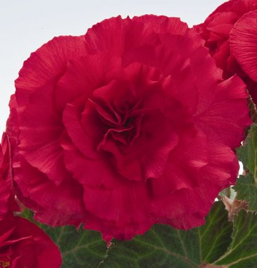 Бегония клубневая махровая (Begonia tuberhybrida)