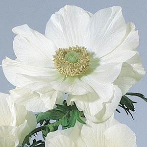Анемона (Ветреница) корончатая (Anemone coronaria)