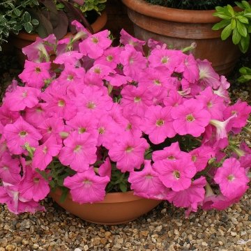Петуния ампельная гибридная (Petunia х hybrida)