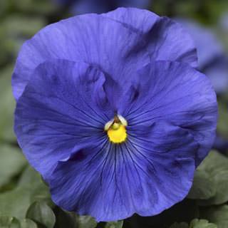 Виола Виттрока (Viola wittrockiana) Виола Виттрока (Viola wittrockiana)