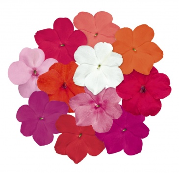 Бальзамин Уоллера (Impatiens walleriana) Бальзамин Уоллера (Impatiens walleriana)