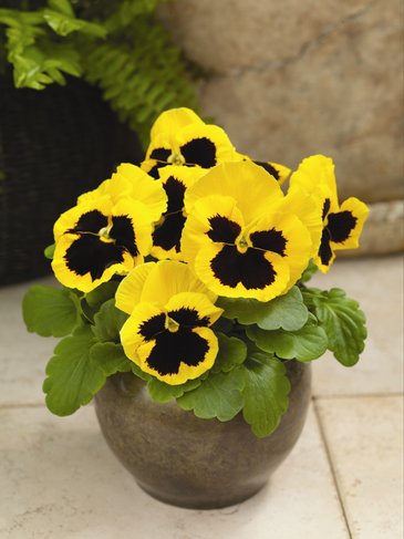 Виола Виттрока (Viola wittrockiana) Виола Виттрока (Viola wittrockiana)