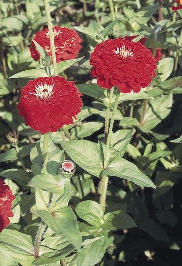 Цинния изящная (Zinnia elegans)