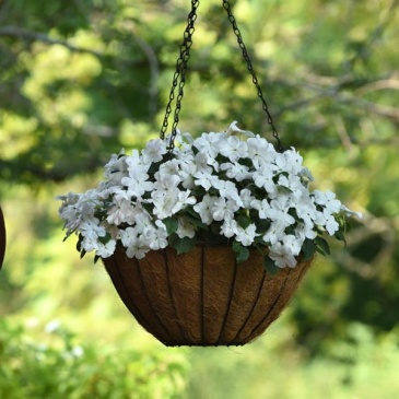 Бальзамин Уоллера (Impatiens walleriana) Бальзамин Уоллера (Impatiens walleriana)