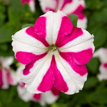 Петуния ампельная гибридная (Petunia x hybrida) Петуния ампельная гибридная (Petunia x hybrida)
