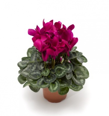 Цикламен персидский (Cyclamen persicum)