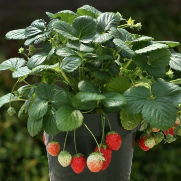 Земляника ананасная (Fragaria ananassa) Земляника ананасная (Fragaria ananassa)