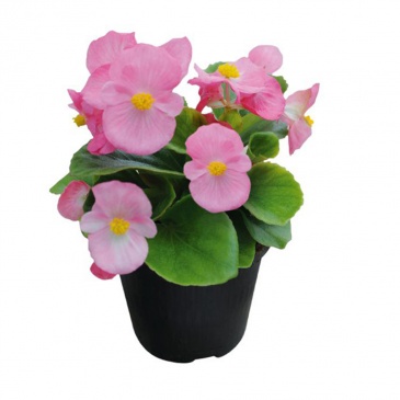 Бегония вечноцветущая (зеленая листва) (Begonia semperflorens) Бегония вечноцветущая (зеленая листва) (Begonia semperflorens)
