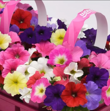 Петуния ампельная гибридная (Petunia х hybrida) Петуния ампельная гибридная (Petunia х hybrida)