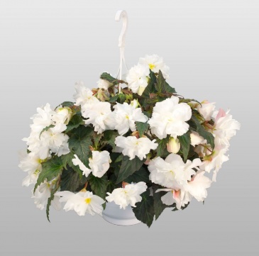 Бегония клубневая махровая ампельная (Begonia tuberhybrida) Бегония клубневая махровая ампельная (Begonia tuberhybrida)