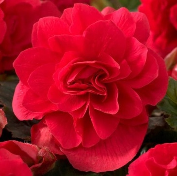 Бегония клубневая махровая (Begonia tuberhybrida)