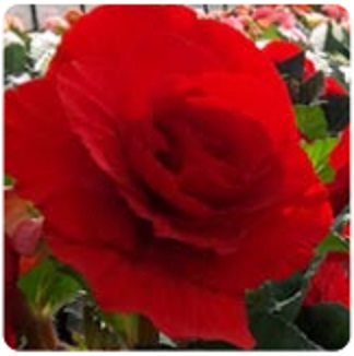 Бегония клубневая махровая (Begonia tuberhybrida) Бегония клубневая махровая (Begonia tuberhybrida)