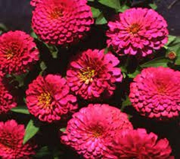 Цинния изящная (Zinnia elegans)