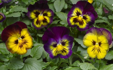 Виола Виттрока (Viola wittrockiana)
