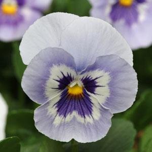 Виола виттрока (Viola wittrockiana) Виола виттрока (Viola wittrockiana)