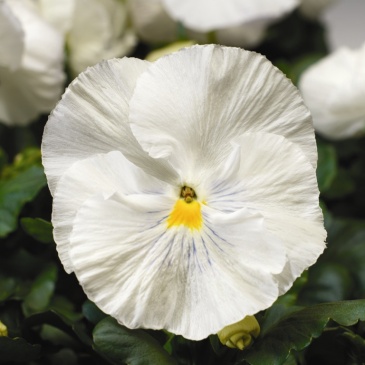 Виола Виттрока (Viola wittrockiana) Виола Виттрока (Viola wittrockiana)