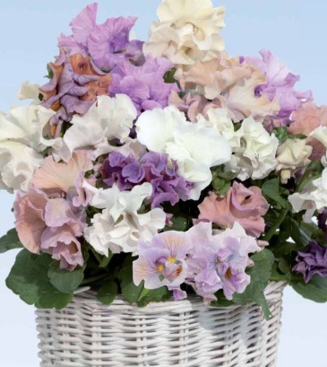 Виола Виттрока (Viola wittrockiana) Виола Виттрока (Viola wittrockiana)