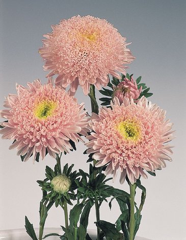 Астра китайская (Callistephus chinensis)