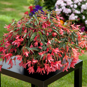 Бегония боливийская ампельная (Begonia boliviensis x hybrida)