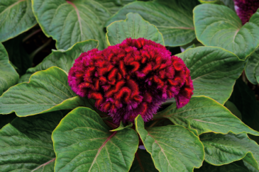 Целозия гребенчатая (Celosia cristata)