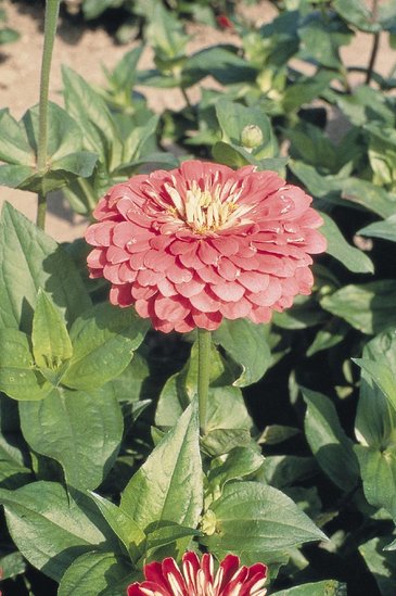 Цинния изящная (Zinnia elegans)