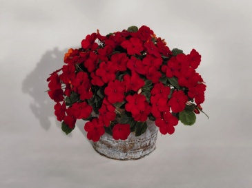 Бальзамин Уоллера (Impatiens walleriana) Бальзамин Уоллера (Impatiens walleriana)