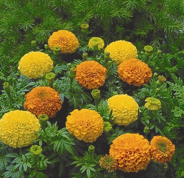 Бархатцы прямостоячие (Tagetes erecta)