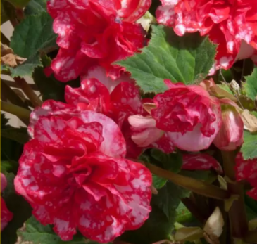 Бегония клубневая махровая (Begonia tuberhybrida) Бегония клубневая махровая (Begonia tuberhybrida)