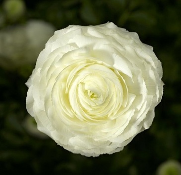 Лютик азиатский (Ranunculus asiaticus)