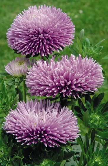 Астра китайская (Callistephus chinensis)