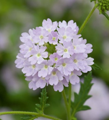 Вербена гибридная (Verbena hybrida) Вербена гибридная (Verbena hybrida)